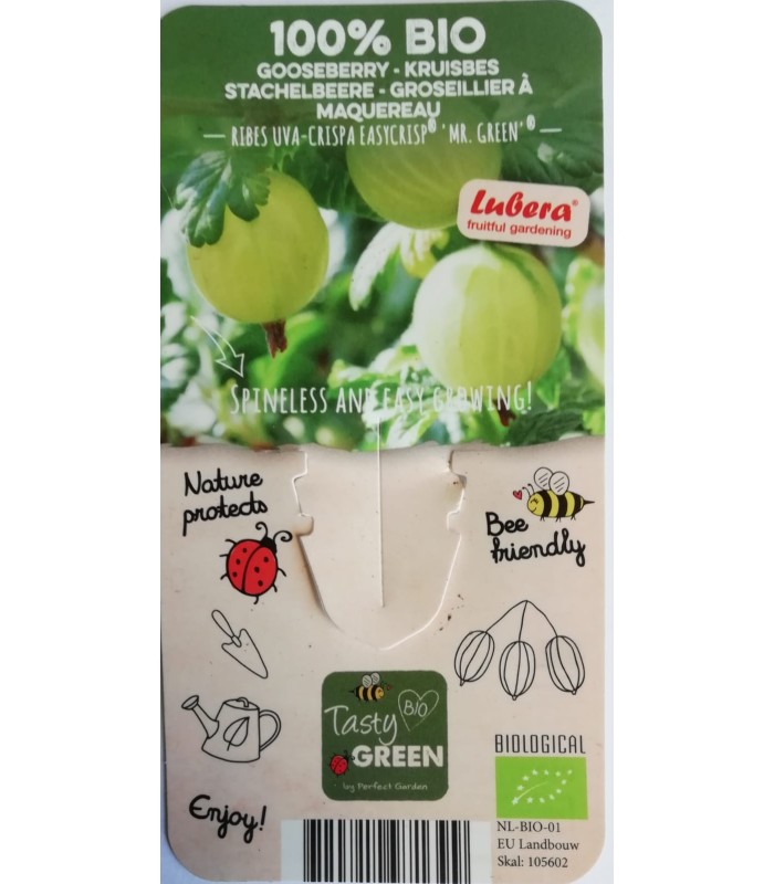 UVA SPINA " EASYCRISP MR GREEN®" 100% BIOLOGICA