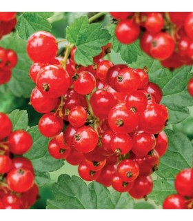 RIBES ROSSO" JONKHEER VAN TETS®" 100% BIOLOGICA