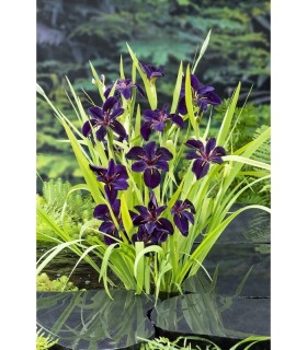 iris louisiana black gamecock