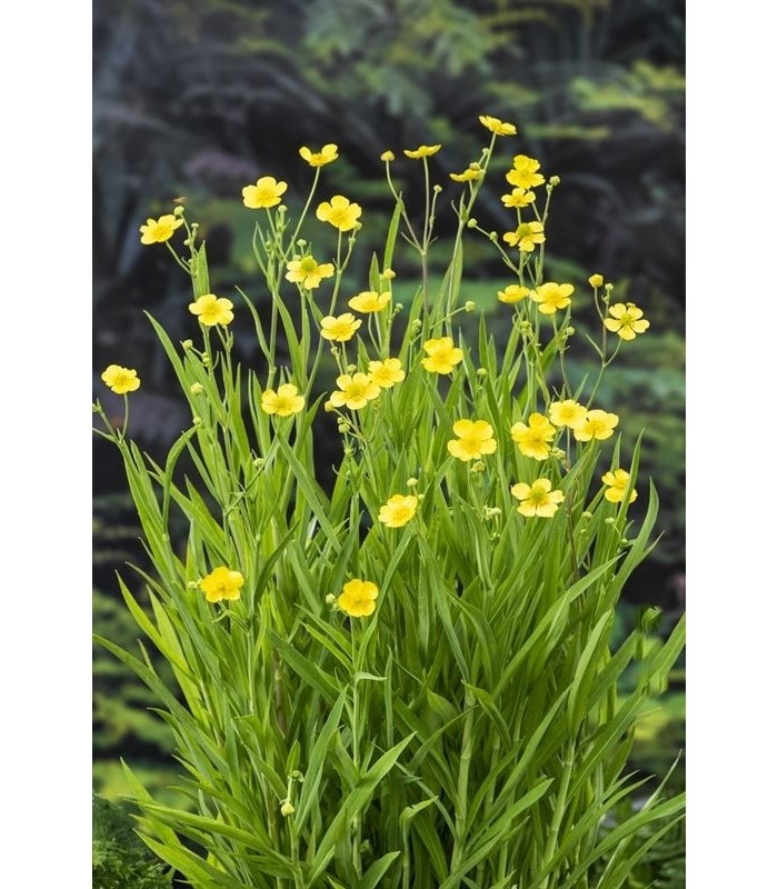 ranunculus lingua