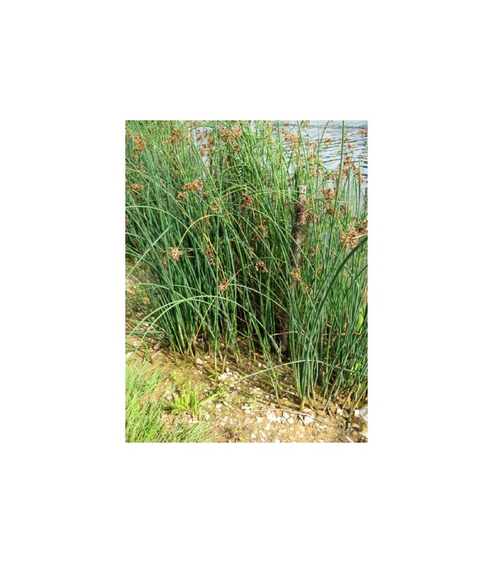 SCIRPUS LACUSTRIS