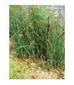 SCIRPUS LACUSTRIS