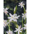 SCHIZOSTYLIS COCCINEA ALBA