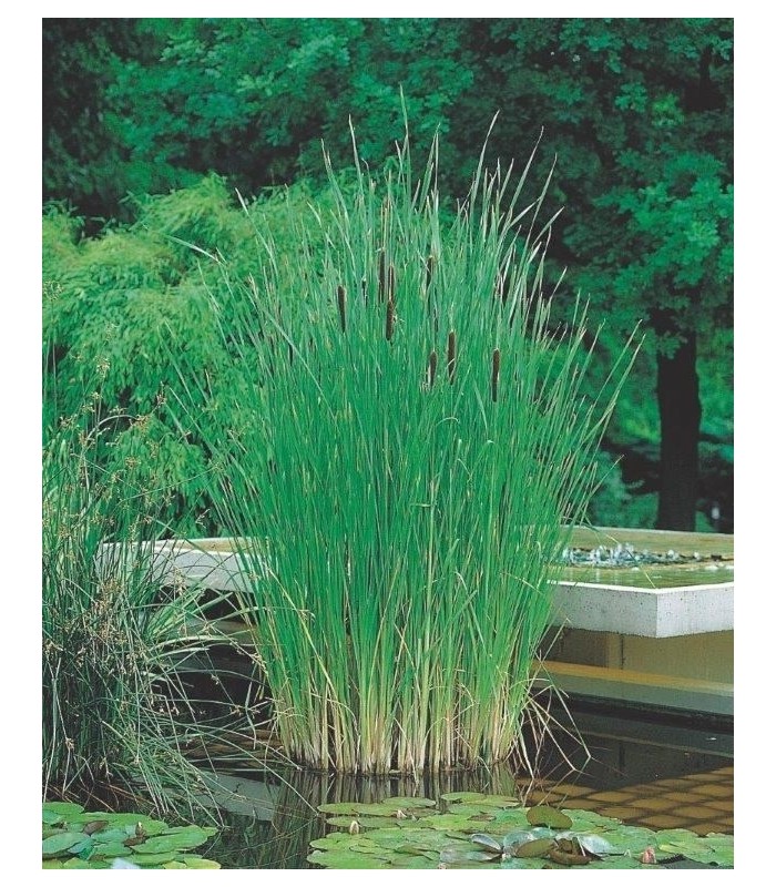 TYPHA ANGUSTIFOLIA