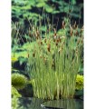 TYPHA MINIMA